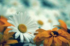 white and yellow Daisy Flowers in Nature