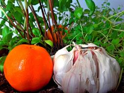 orange and garlic on green background