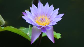 purple water lily on green