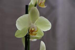 Orchid Flower Blossom