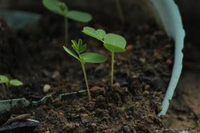 green petals in an earthen pot landscape