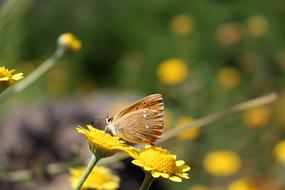 macro picture of Butterfly in Nature Macro view