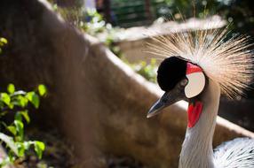 Grou Bird in Zoo