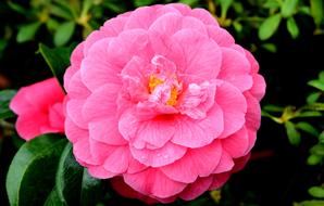 blooming Pink Blossom