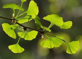 leaves green green beautiful light