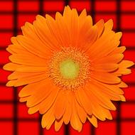 Flower Vivid Summer