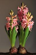 Hyacinth Pink Onion Flowers