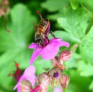 Bee Pollen Floral
