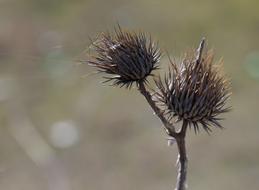 Thistle Spin Plant