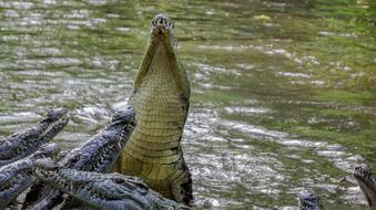 Crocodile Nature Wild