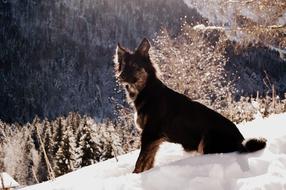 Dog Black Snow