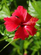 Hibiscus Red Flower