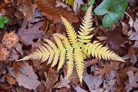 Fall Fern Turning Color Forest