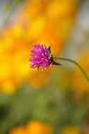 Nature Flower Summer