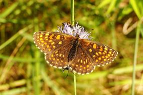big yellow butterfly