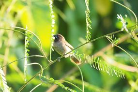 Animal at Nature Wildlife