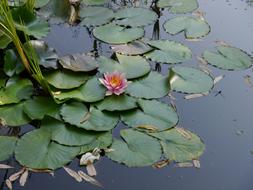 Flower Water Lily Aquatic plant macro