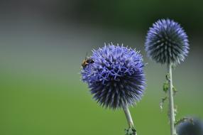 blue Hummel on Summer Meadow