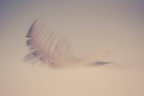 Sweet Soft Feather