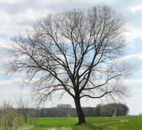 Early Spring Foliation Tree