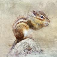 Chipmunk Rodent Animals