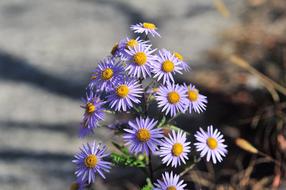 insect on purple flowers in nature