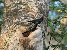tree bird landscape forest