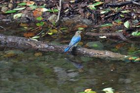 Natural Bird Waters