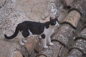 Cat On The Roof