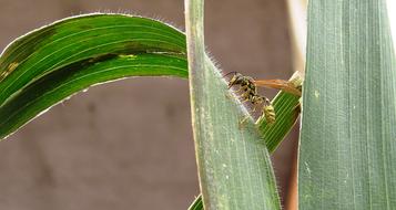 yellow jacket beetle on green leaf, quindio