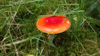 Sponge Red Fly mushroom in Forest