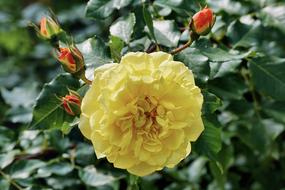Rose Bush Yellow