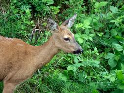 Roe Deer Wild Close Up