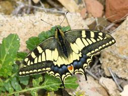 Machaon Butterfly Queen