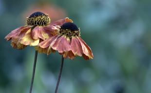 Nature Flower Outdoors