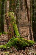 Mossy Wood in Nature