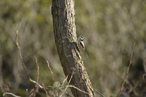 Natural Wild Bird Animals