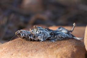 Nature Dead Wild Life