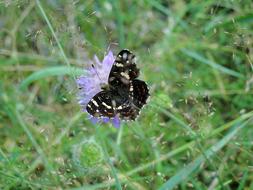 Nature Insect At The Court Of