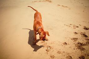 Sand Beach Body Of Water
