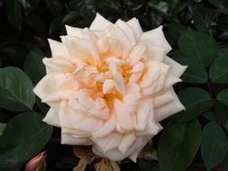 Flowers Nature Landscape