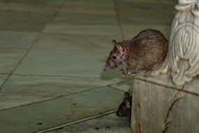 Karni-Mata-Temple Rat Nature