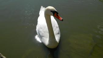 Swan White Water Bird