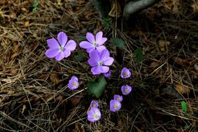 Flowers Nature Plants