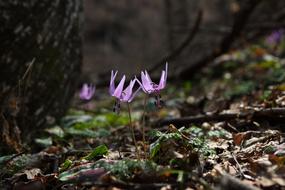 Nature Outdoors Leaf