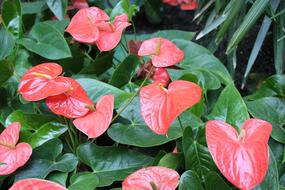 Pink Flower Petal