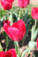 Tulip Pink Red