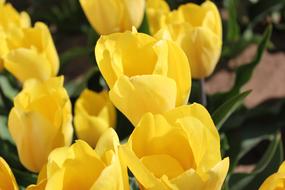 Tulip Spring Flower