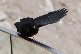 black bird on the railing