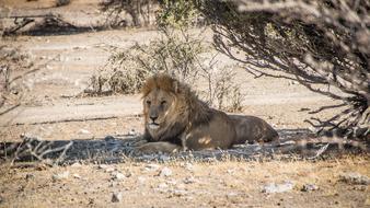 Namibia Wildlife Africa